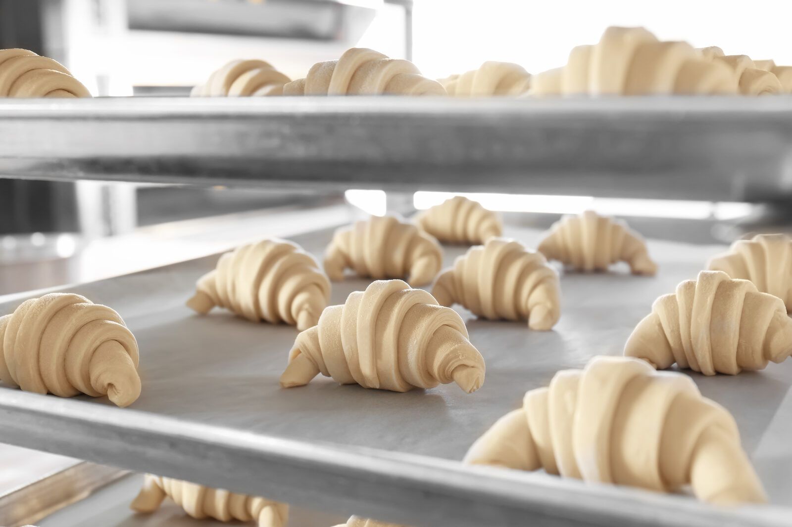 Croissants crudos formados en bandejas de acero antes de la fermentación y el congelado